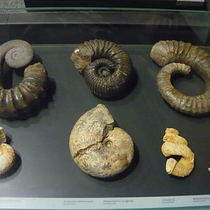Ammonites