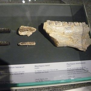 Fossil equid teeth