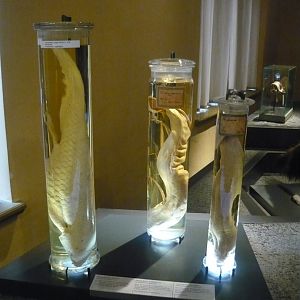 Lungfish wet specimens