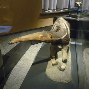 Giant anteater