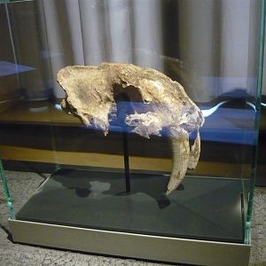 Smilodon populator skull