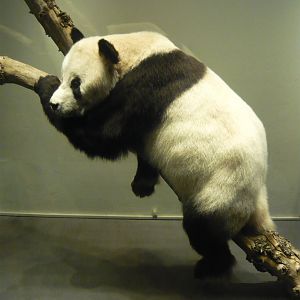 Giant panda