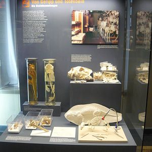 Skeletal specimens