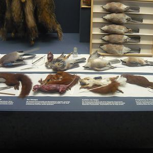 The preparation of taxidermy specimens