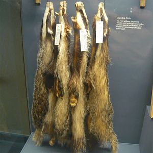 Badger pelts