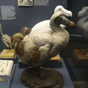 Dodo reconstruction