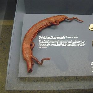 Schistosoma sp. model