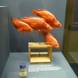 Coral grouper (Cephalopholis miniata)