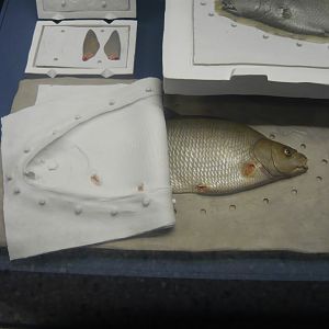 Fish taxidermy