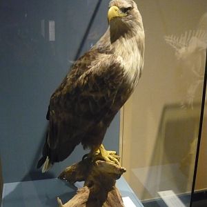 White-tailed eagle