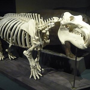 Hippo skeleton
