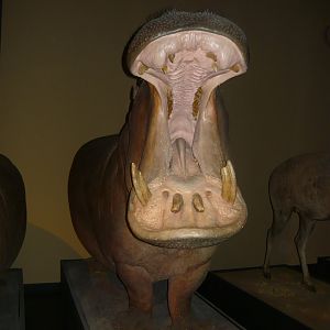 Hippopotamus