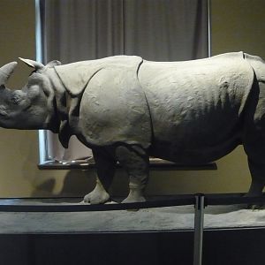Indian rhinoceros