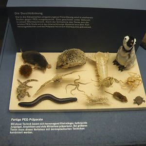 PEG taxidermy specimens