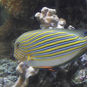 Clown Surgeonfish - Zooparc de Beauval - 03/2022