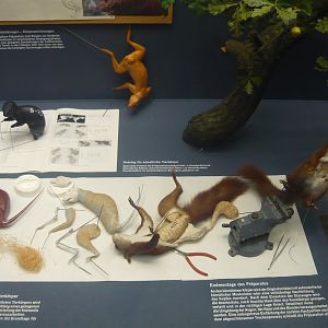 Squirrel taxidermy preparation