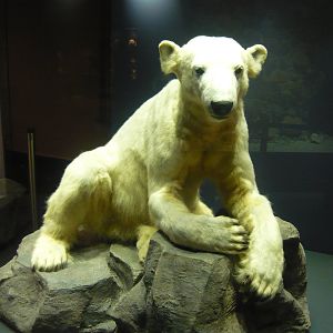 Knut the polar bear