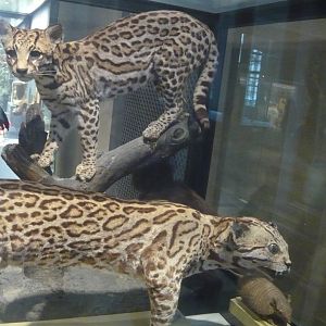 Good taxidermy and bad taxidermy (Ocelots)