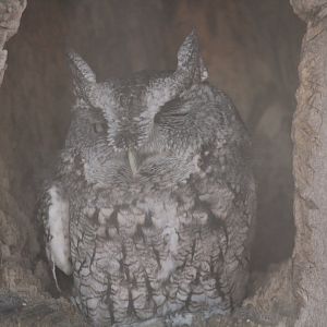 Eastern Screech-Owl