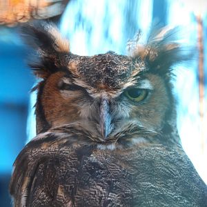 Eastern Great Horned Owl