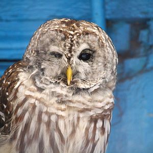 Northern Barred Owl