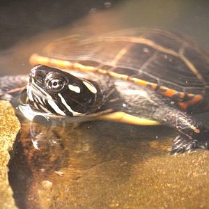 Eastern Painted Turtle