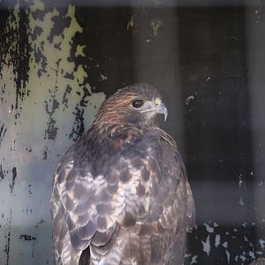Eastern Red-tailed Hawk