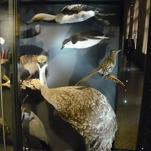 Rhea, roadrunner, chinstrap penguin, loon...