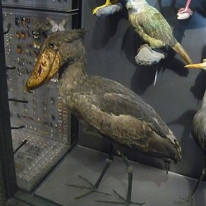 Shoebill and kakapo