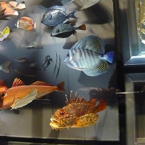 Various fishes