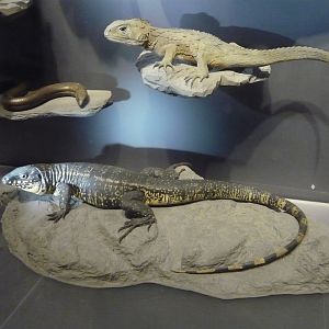 Tuatara, tegu and sheltopusik