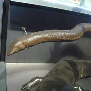 Amphiuma