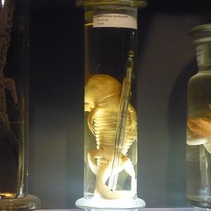 Axolotl with a thermometer