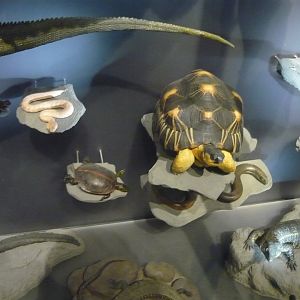 Radiated tortoise and other reptiles