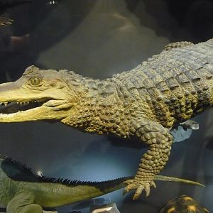 Broad-snouted caiman