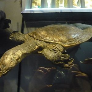 Softshell turtle
