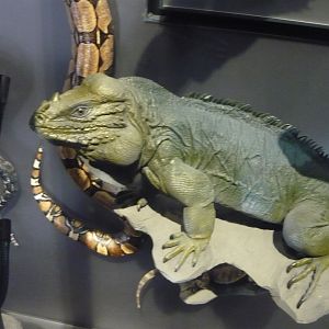 Rhinoceros iguana
