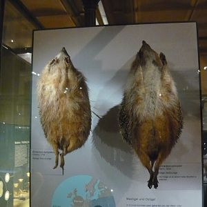 European hedgehog and white-breasted hedgehog