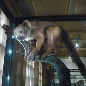Aye-aye