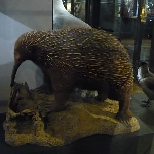 Long-beaked echidna