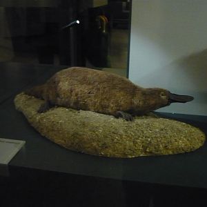 Platypus