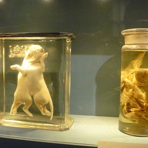 Teratological wet specimens