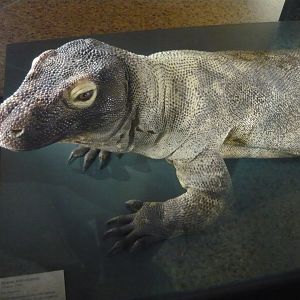 Komodo dragon