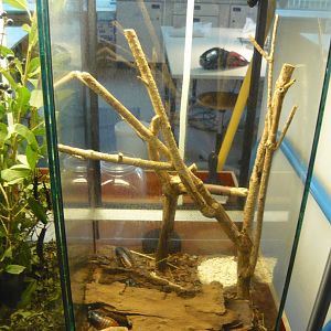 Madagascar hissing cockroach enclosure