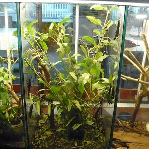 Black beauty stick insect (Peruphasma schultei) enclosure