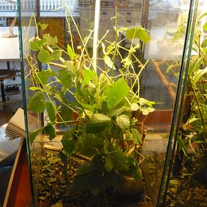 Annam walking stick (Medauroidea extradentata) enclosure