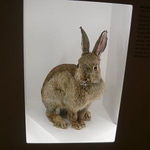 European rabbit