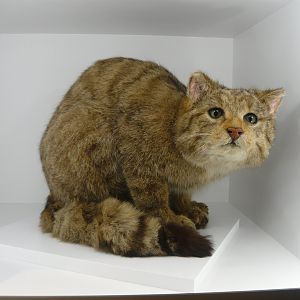 European wildcat