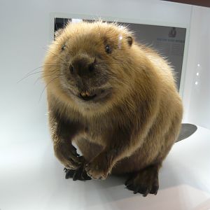 Eurasian beaver