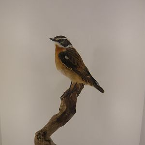 Whinchat